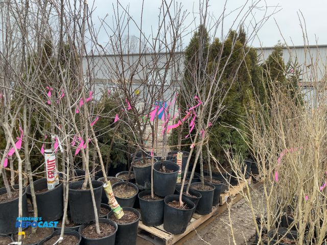 Lot 2-19745 - 20 assorted fruit trees 5-6' #5 pot apples cherries, peaches, plums, and walnuts. semidwarf, great f...