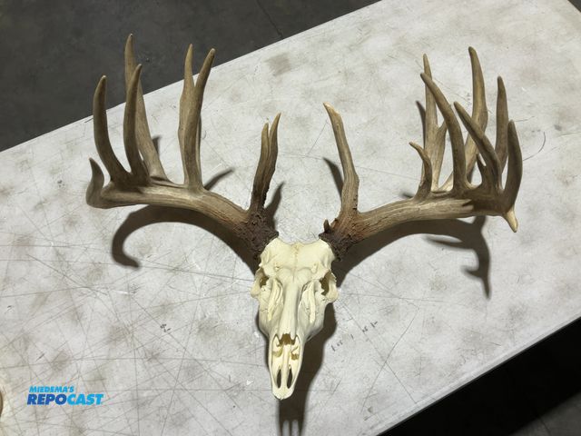 Lot 2-55769 - 19-Point Whitetail Deer European Mount(DOBSON)