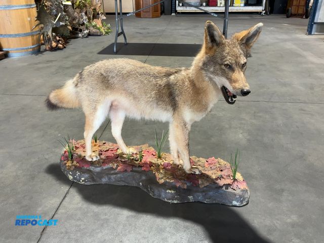 Lot 2-53665 - Full-Body Coyote Taxidermy Mount(DOBSON)