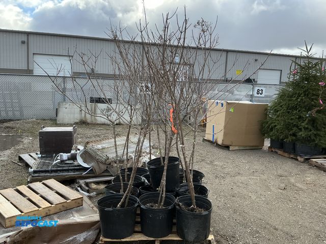 Lot 2-73478 - 13 hydrangea quick fire tree form 5' #7 pot grows 6-8' tall and wide, very hardy and easy to grow, l...