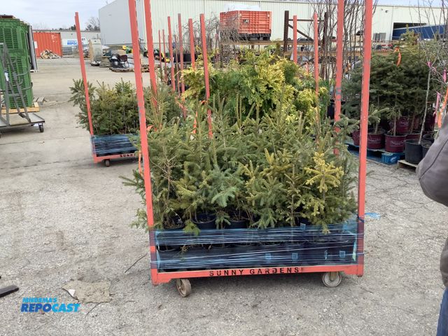 Lot 2-92118 - Lot of (50) Spruce black hills 15-24" Grows 30-60' tall by 15-25' wide, dense pyramidal shape tree, ...