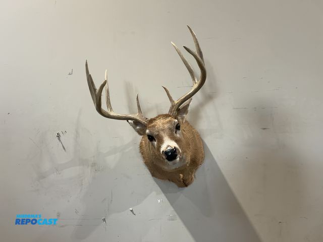 Lot 2-55483 - 9-Point Shoulder Mount Whitetail Deer(DOBSON)