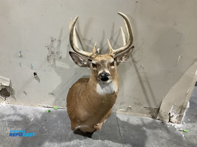 Lot 2-55759 - 9-Point Whitetail Deer Shoulder Mount(DOBSON)
