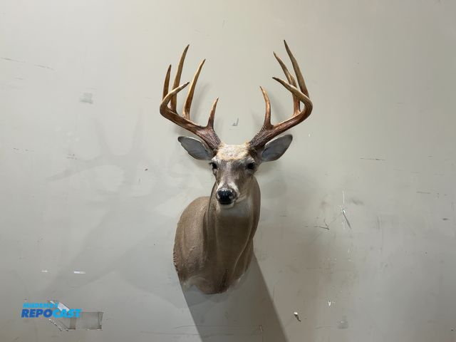 Lot 2-55344 - 9-Point Shoulder Mount Whitetail Deer(DOBSON)