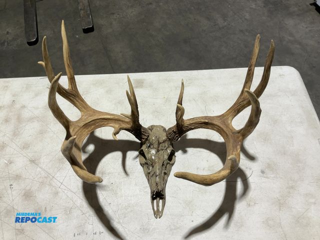 Lot 2-55780 - 17-Point Whitetail Deer Decorative European Mount(DOBSON)