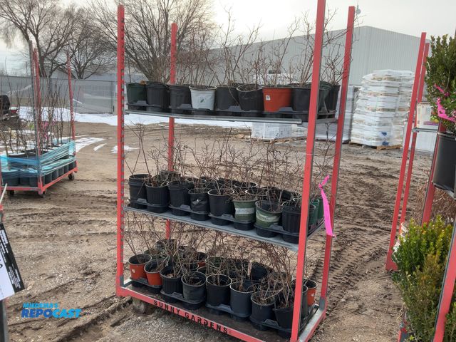 Lot 2-19298 - 72 blueberry elliot 12-15" late season variety, very productive up to 25 lbs per season, harvest aug...