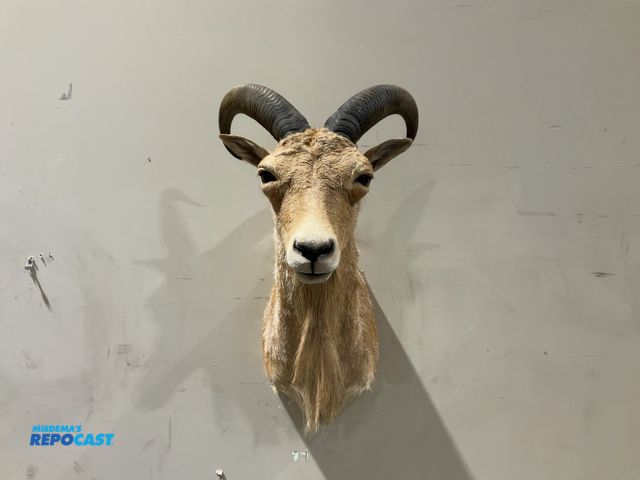 Lot 2-55462 - Aoudad Taxidermy Shoulder Mount(DOBSON)