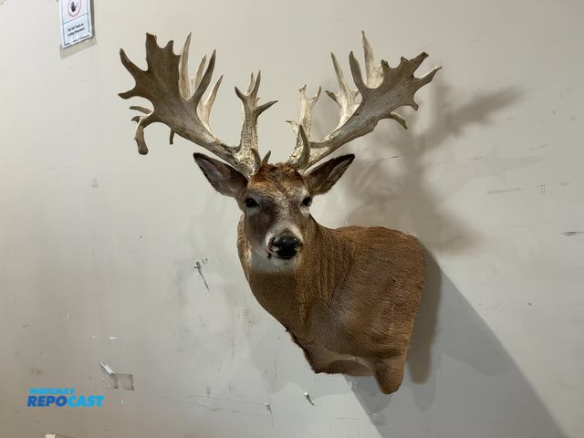 Lot 2-55490 - 35-Point Shoulder Mount Whitetail Deer(DOBSON)