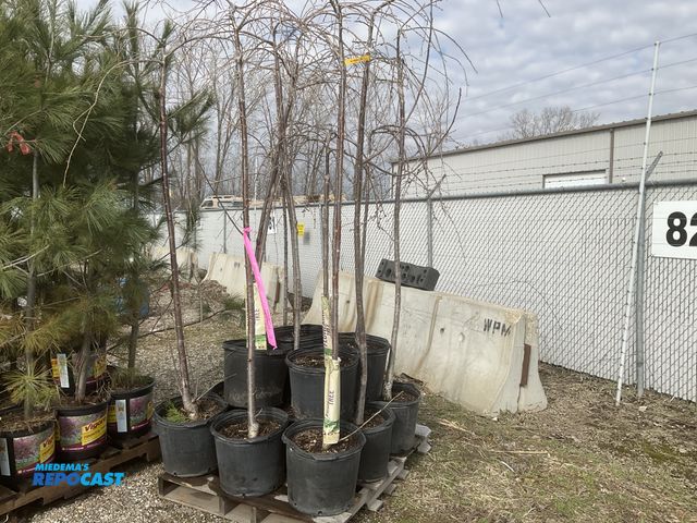 Lot 2-65644 - Lot of (13) Snow Fountain Weeping Cherry 4-6' #7pot. grows 8-15' tall by 6-10' wide zones 4-8. a bea...