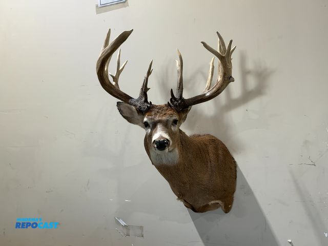 Lot 2-55342 - 19-Point Shoulder Mount Whitetail Deer(DOBSON)