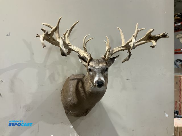 Lot 2-55753 - 27-Point Whitetail Deer Shoulder Mount(DOBSON)
