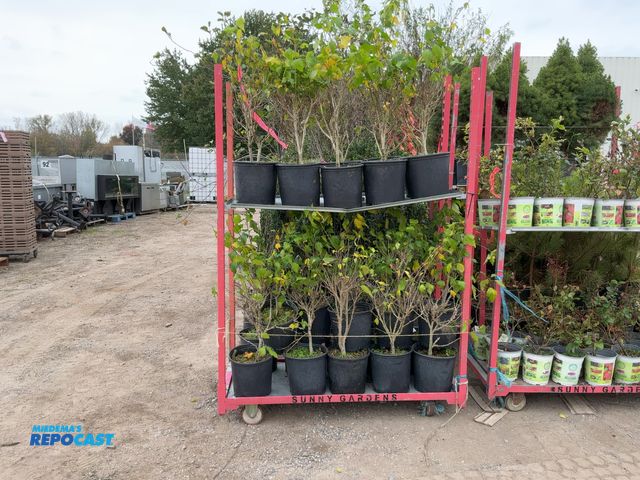 Lot 2-69440 - lot of (25) rose of sharon double purple 24-30"#3pot gorws 8-10' tall by 4-8' wide zone 5-9 (cart no...