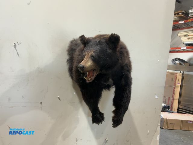 Lot 2-55473 - Half-Body Black Bear Taxidermy Wall Mount(DOBSON)