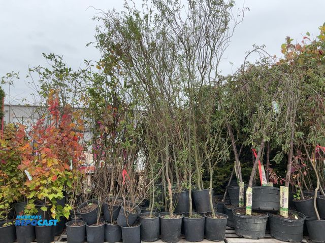 Lot 2-69498 - lot of (20) corkscrew willow trees 8-10' grows 20-40' tall and 10-20' wide