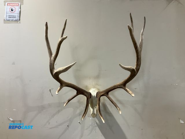 Lot 2-55755 - 8x7 Rocky Mountain Elk European Mount(DOBSON)