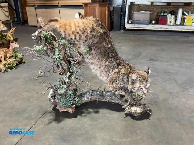 Lot 2-53661 - Bobcat Full-Body Taxidermy Mount(DOBSON)