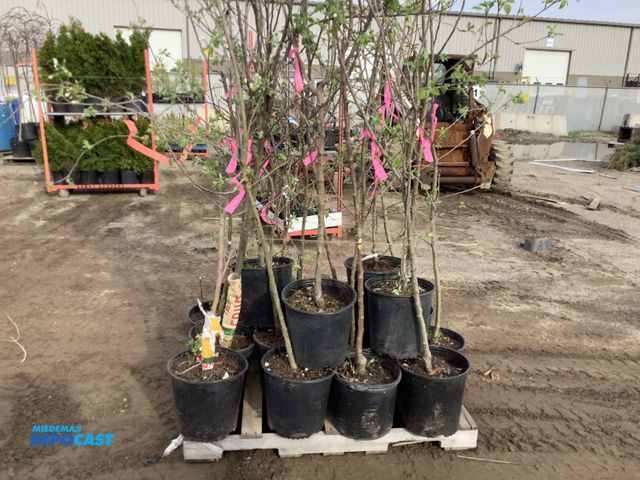 Lot 2-93626 - Lot of (20) Asst. Apple Trees 5-6' #5 pot: Honeycrisp, Gala, Yellow Delicious, Wolf River, Etc.. Sem...