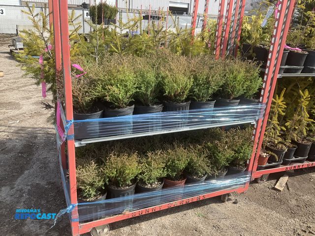 Lot 2-60995 - Lot of (40) Thuja Mr owling Ball 8-10", grows 2-3' tall and wide, zones 3-7, a naturally rounded dwa...