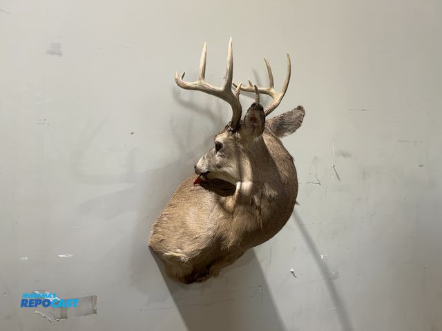 Lot 2-55335 - 10-Point Shoulder Mount Back-Licking Whitetail Deer(DOBSON)