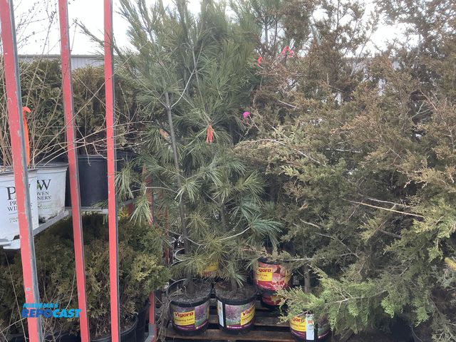 Lot 2-73479 - 15 pine white5-6' grows 50-80' tall by 30-40' wide, native, very fast growing tree, great for windbr...