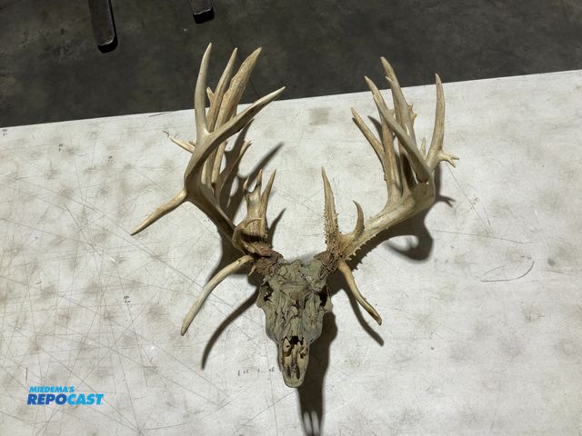 Lot 2-55781 - 26-Point Nontypical Whitetail Deer Decorative European Mount(DOBSON)