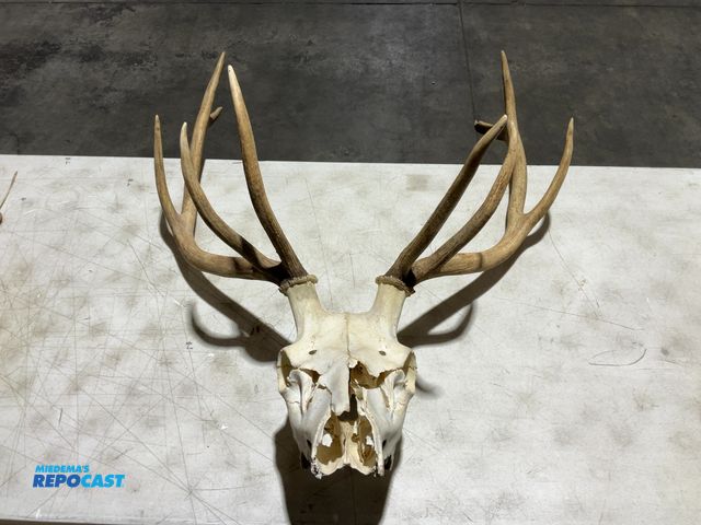 Lot 2-55764 - 10-Point Whitetail Deer European Mount(DOBSON)