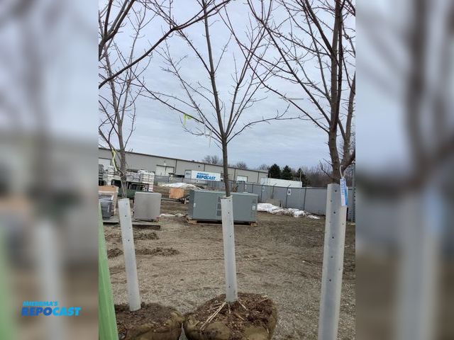 Lot 2-92542 - 1 Trees 1 caliper tree approximately 10’ 5” tall and basket around roots about 32” wide. Brandywine-...