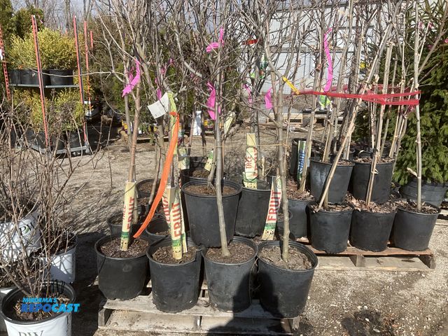 Lot 2-65638 - lot of (20) Asst. Apple Trees - 5-6' #5 pot - Gala Fuji, Gingergold, Red Spy... and more - great for...