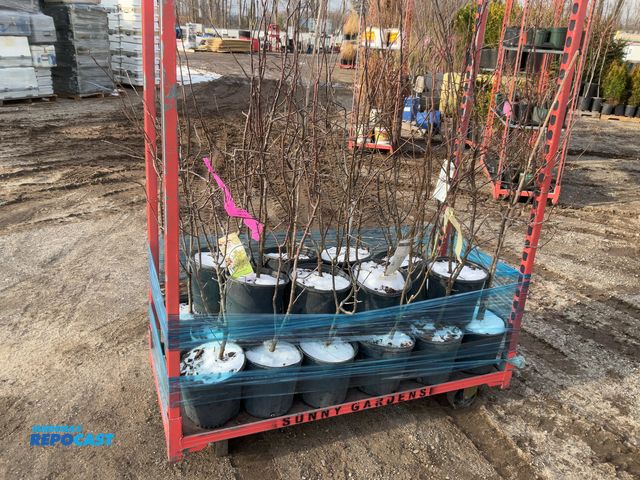 Lot 2-19299 - 25 common apple 3-4' produces fruit that varies in size and color that is attractive to deer and wil...