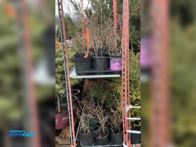 Lot 2-73475 - 50 blueberry elliot 12-15" late season variety, very productive, up to 25 lbs per season, harvest au...