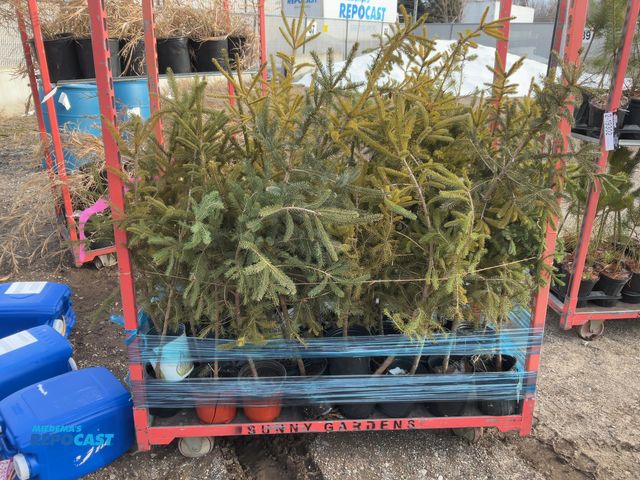 Lot 2-60522 - 40 spruce black hills 3' grows 30-60' tall by 15-25' wide, dense pyramidal shape tree, very tough an...