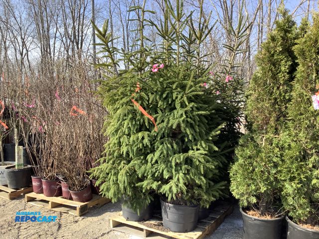 Repocast.com - Lot 2-21347 - lot of (8) Spruce Norway 5-6' - grows 40 ...