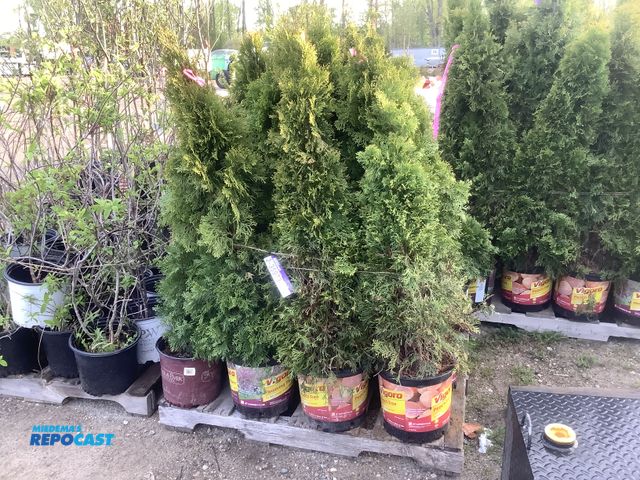 Lot 2-35973 - 16 Emerald Beauty Arborvitae Trees