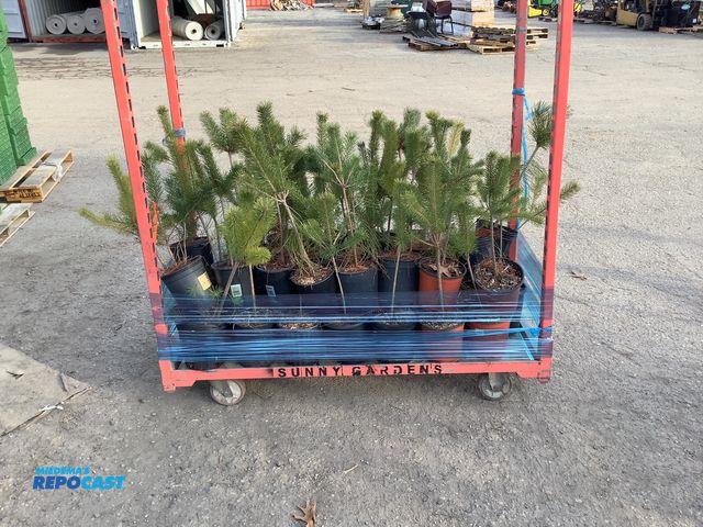 Lot 2-94799 - Lot of (50) Scotch Pine highland 18-24", fast growing tree, zones 3-7, a very popular christmas tree...