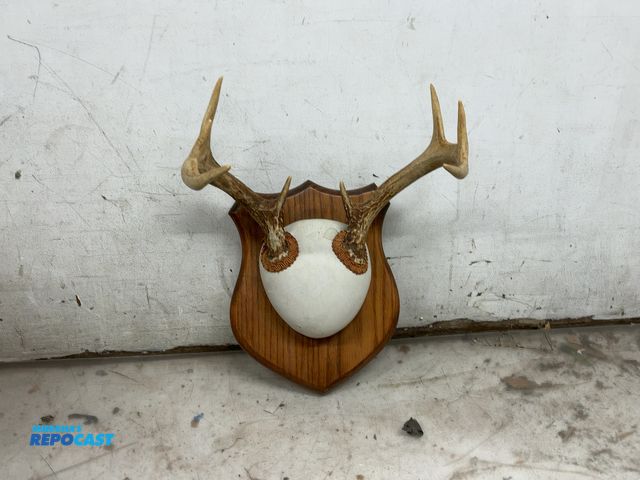 Lot 2-33084 - 8 point wooden buck antler mount