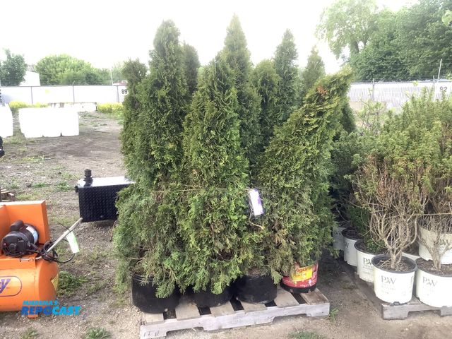 Lot 2-35971 - 20 Emerald Beauty Arborvitae Trees