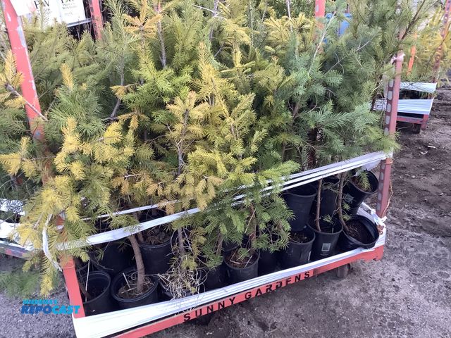 Lot 2-74296 - 50 douglas fir 2-3' one of the worlds strongest, straightest and fastest growing trees, soft flat ne...