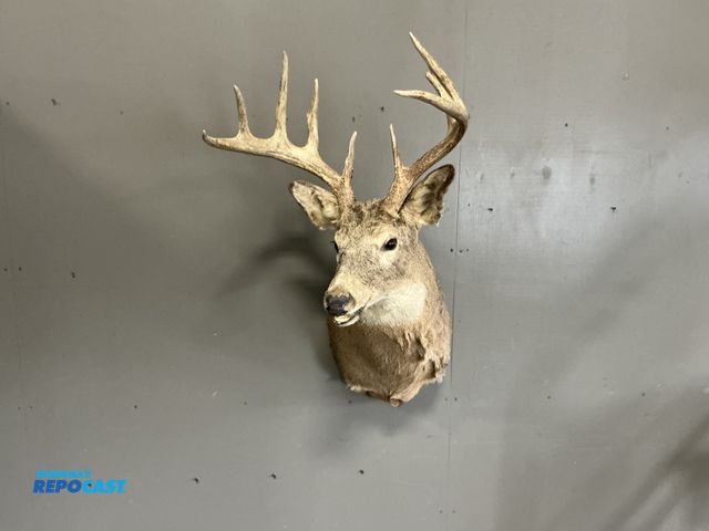 Lot 2-27241 - Typical 10 point Whitetail deer head measures approximately 20” x 42”