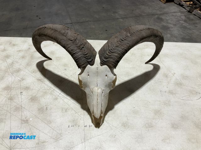 Lot 2-55771 - Aoudad European Mount(DOBSON)