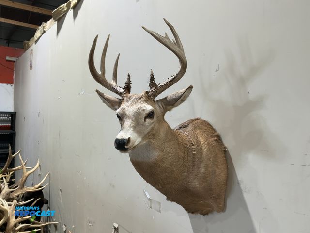 Lot 2-55327 - 11-Point Shoulder Mount Whitetail Deer(DOBSON)