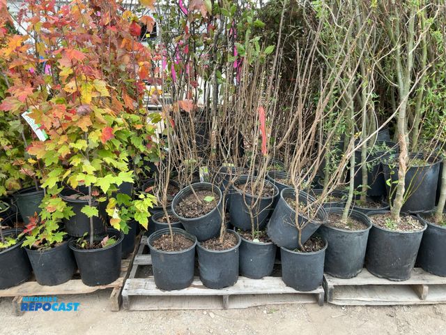 Lot 2-62981 - lot of (25) lilac common purple 2-3' #3pot grows 8-12' tall and wide zones 3-7