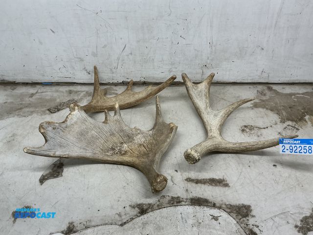 Lot 2-92258 - lot of (3) Moose Antlers