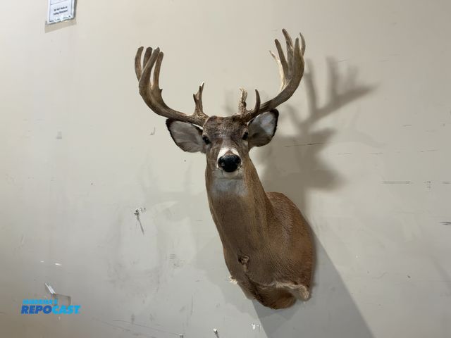 Lot 2-55345 - 17-Point Shoulder Mount Whitetail Deer(DOBSON)