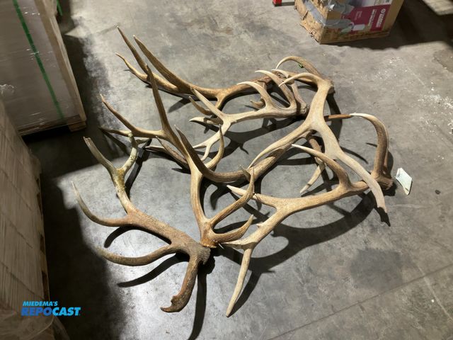 Lot 2-55787 - (7) Assorted Elk Antlers(DOBSON)