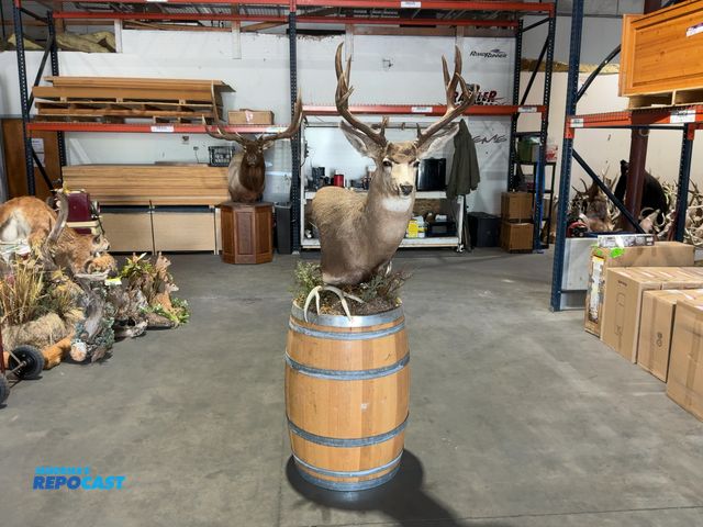 Lot 2-53662 - Mule Deer 5x6 Taxidermy Shoulder Mount on Barrel(DOBSON)