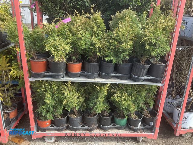 Lot 2-60993 - Lot of (48) Cypress Cream Ball 12-15" - grows 2-3' tall and wide, zones 4-8 - a compact slow growing...