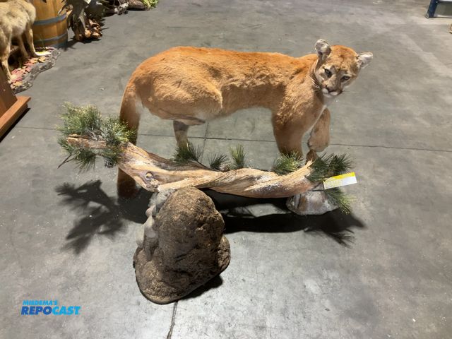Lot 2-53667 - Full-Body Mountain Lion Taxidermy Mount w/ Detached Log Platform and Rock Prop(DOBSON)