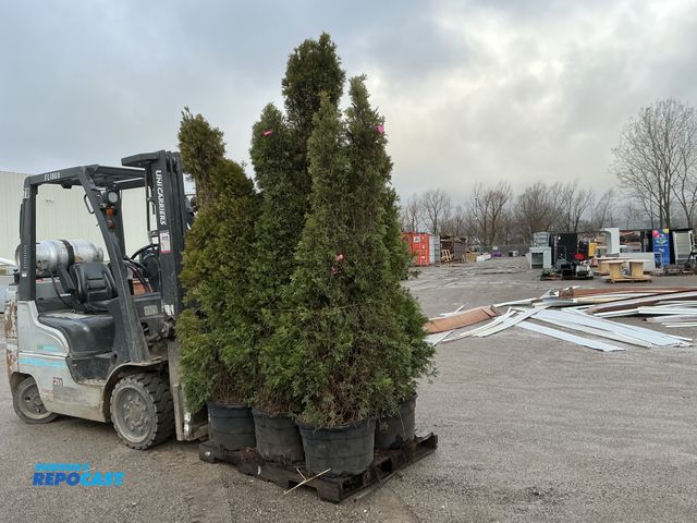 Lot 2-73472 - 6 eastern red cedar 7-7' grows 30-60' tall, evergreen aromatic tree, native, drought, heat, and cold...