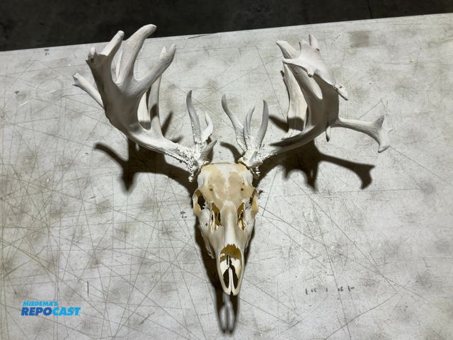 Lot 2-55767 - 26-Point Whitetail Deer Whitened European Mount(DOBSON)