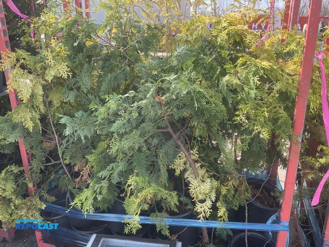 Lot 2-60997 - Lot of (25) Hinoki Gold Cypress Fernspray 2-3', grows 10-15' tall x 2-3' wide, zones 4-8, classy, ar...